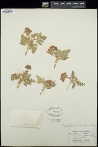 Cymopterus purpurascens image