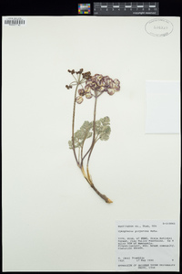 Aulospermum purpureum image