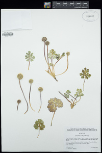 Cymopterus ripleyi image