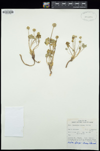 Cymopterus ripleyi image