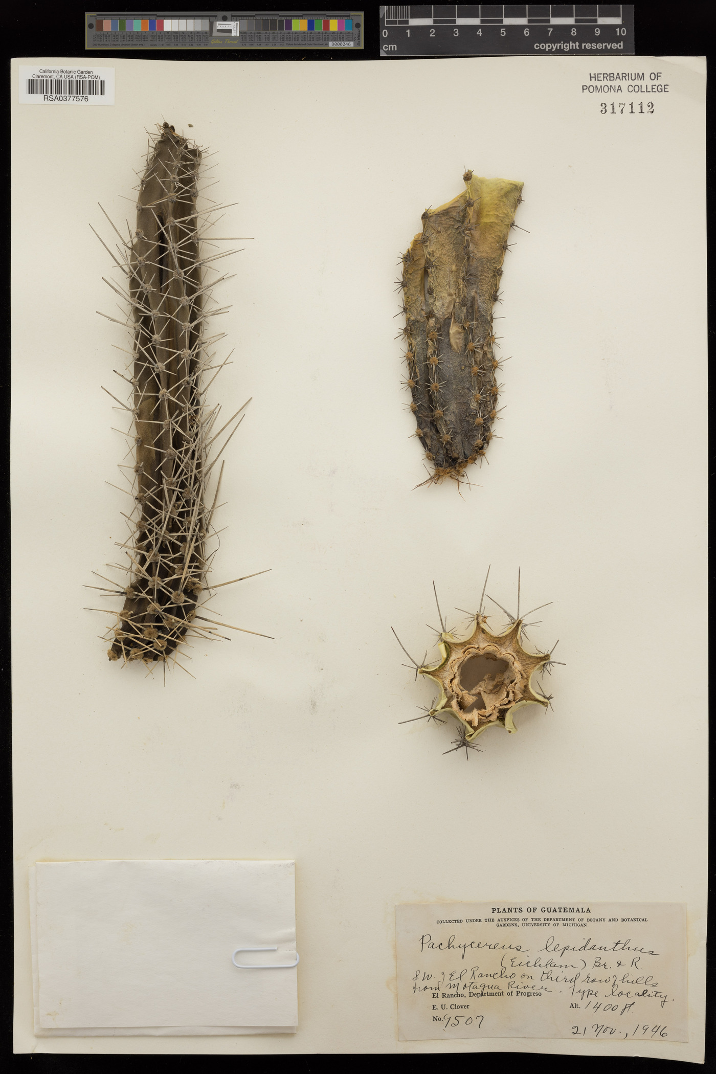 Pachycereus lepidanthus image