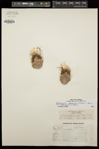 Pediocactus peeblesianus image