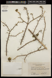 Image of Pereskia portulacifolia