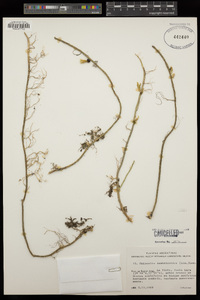 Lepismium lumbricoides image
