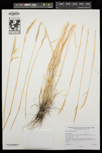 Bromus berteroanus image