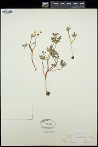 Erigenia bulbosa image