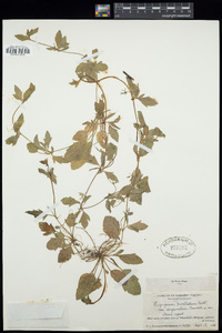Eryngium prostratum var. disjunctum image