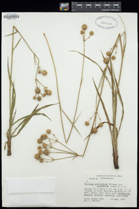 Eryngium yuccifolium image