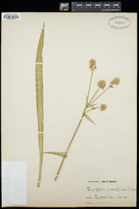 Eryngium yuccifolium image