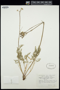 Ligusticum filicinum image