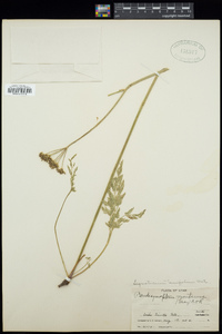 Ligusticum tenuifolium image