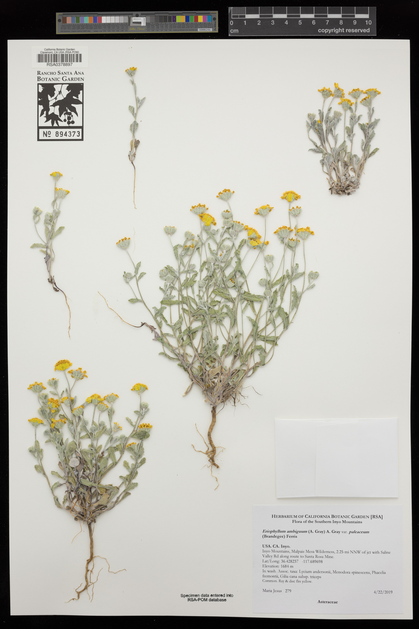 Eriophyllum ambiguum var. paleaceum image