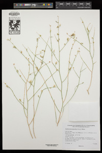 Stephanomeria pauciflora image