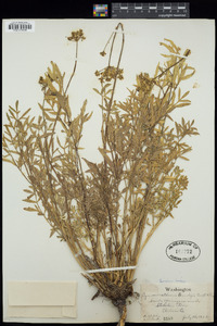 Lomatium brandegeei image