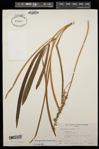 Ophiopogon jaburan image