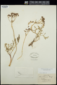 Lomatium grayi image