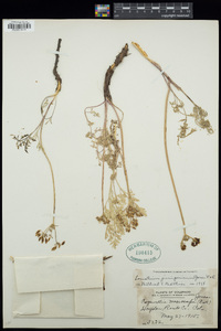 Lomatium juniperinum image