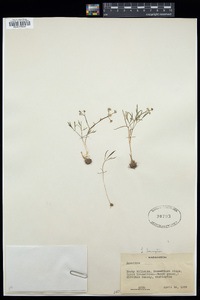 Lomatium laevigatum image