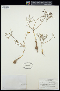 Lomatium laevigatum image