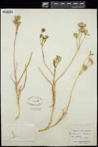 Cogswellia leptocarpa image
