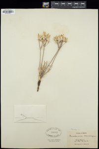 Lomatium macrocarpum image