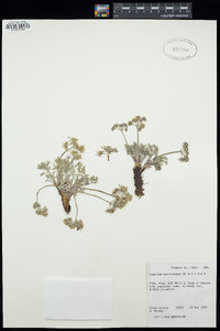 Lomatium macrocarpum image