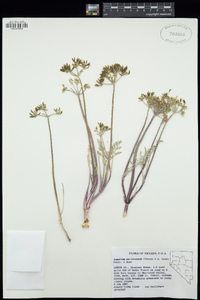 Lomatium macrocarpum image