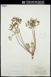 Lomatium macrocarpum image