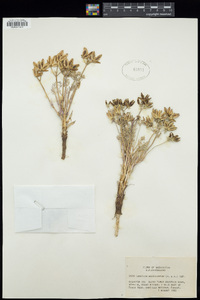 Lomatium macrocarpum image