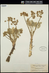 Lomatium macrocarpum image