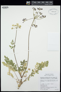 Lomatium martindalei var. flavum image