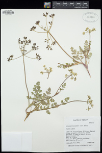 Lomatium martindalei image