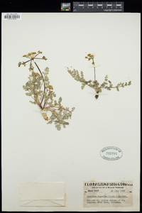 Lomatium angustatum image