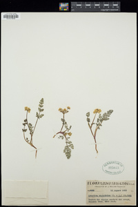 Lomatium martindalei image