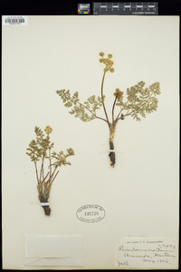 Lomatium cous image