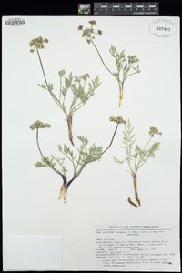 Lomatium nevadense image