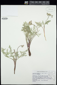 Lomatium nevadense image