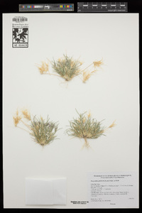 Dasyochloa pulchella image