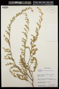 Image of Asparagus rubicundus