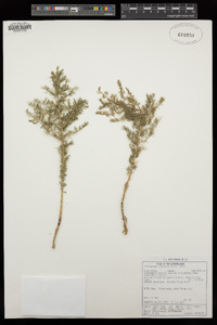 Image of Asparagus suaveolens