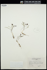 Lomatium linearifolium image