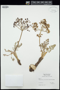 Lomatium canbyi image