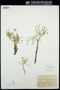 Lomatium cusickii image