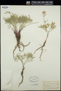 Lomatium cusickii image