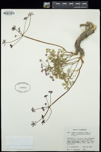 Lomatium cuspidatum image