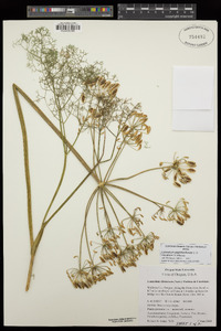 Lomatium papilioniferum image