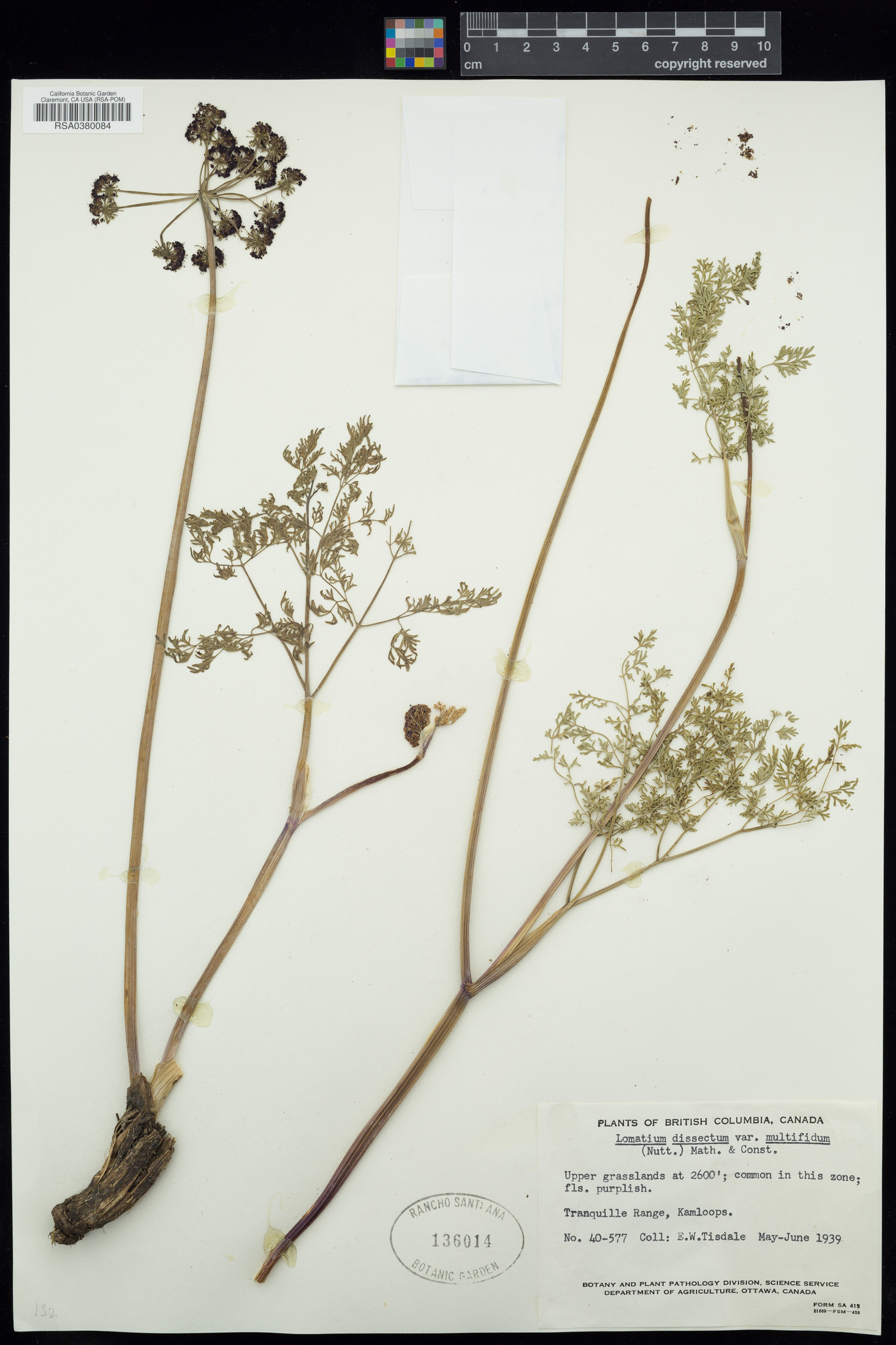 Lomatium multifidum image