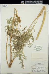 Lomatium dissectum image