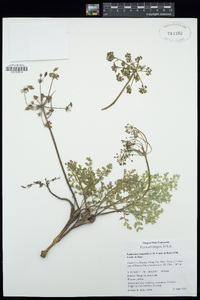 Lomatium donnellii image