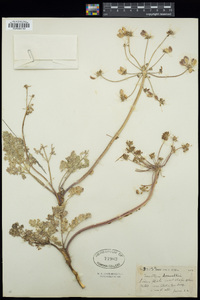 Lomatium donnellii image